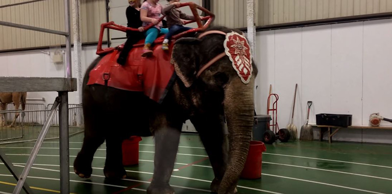 bunny the elephant with hurt foot