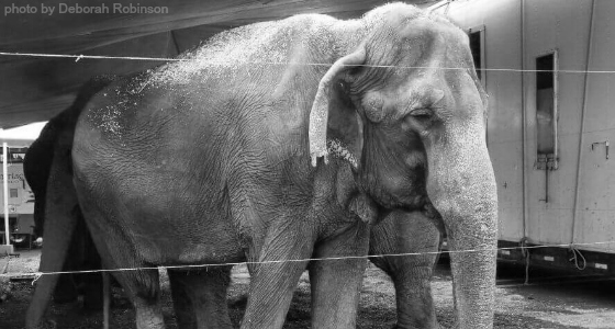 Act now for elephants