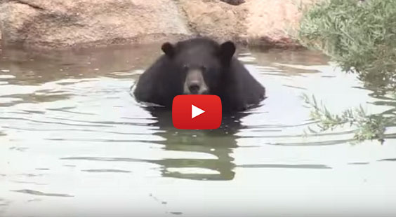 rescued bear