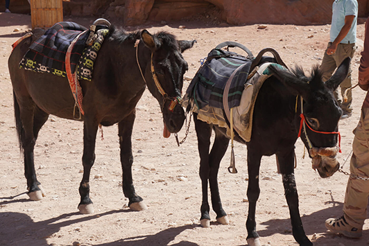 Image of donkeys forced to carry humans