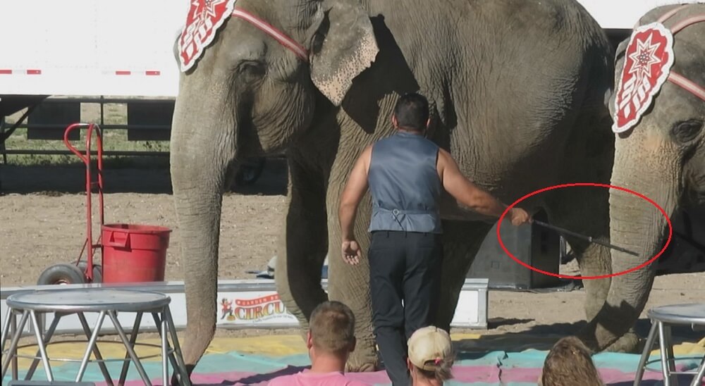 elephants tortured with bullhook
