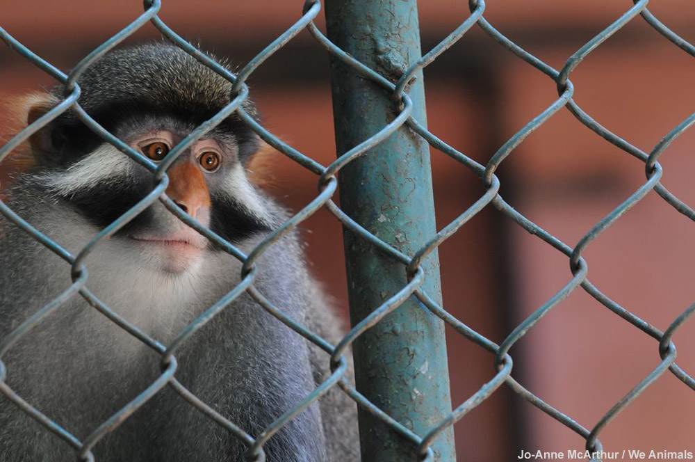 Pledge to Never Go to the Zoo | Save Animals | PETA Kids