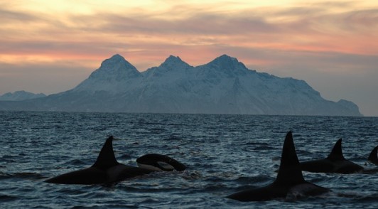 Image of free orcas