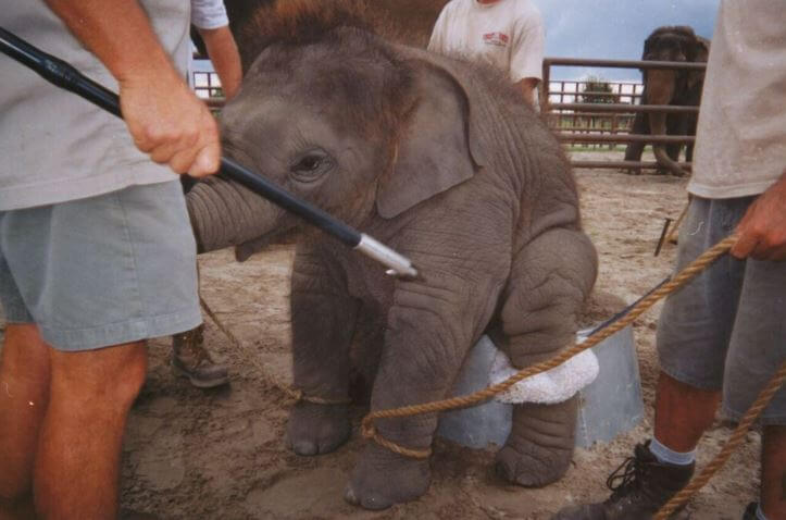 Pledge to Help Animals in Circuses | Save Animals | PETA Kids