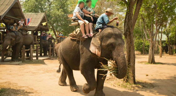 why elephant rides are cruel