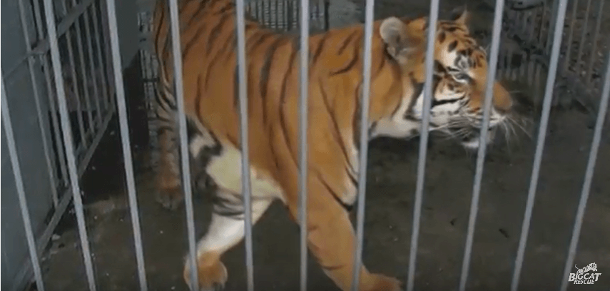 Tony the tiger in cage