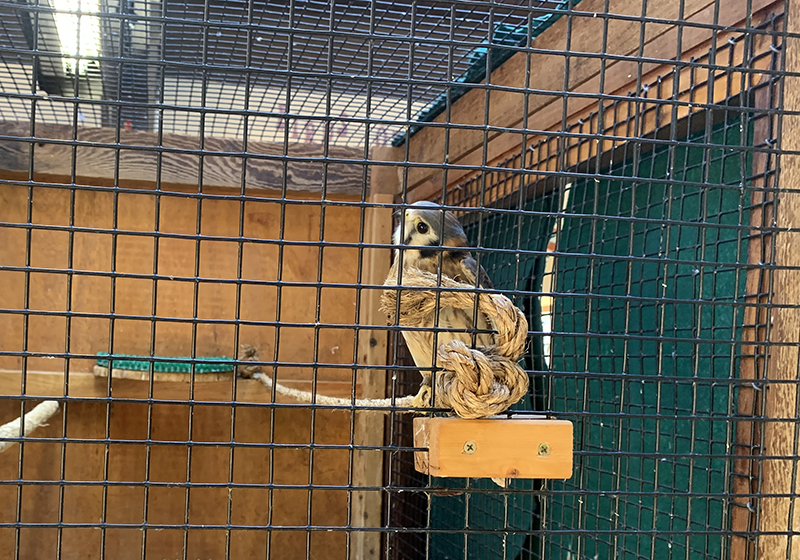 Close-up photograph of the American kestrel looking sideways into the camera, behind bars, under the fluorescent light.
