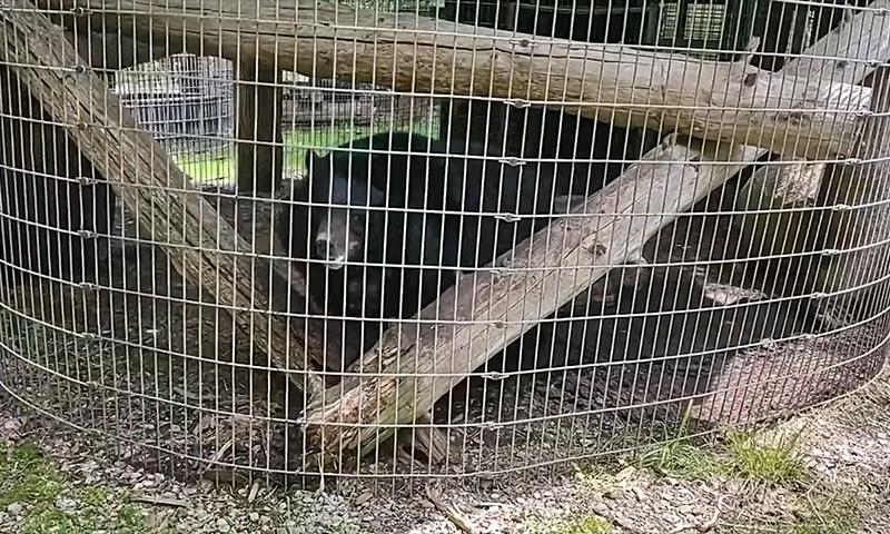 Bears Crammed in Tiny Cages at ‘T&D’s Cats of the World’—Take Action Now!