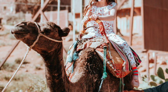Camels Exploited for Rides