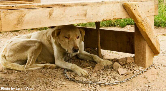 dog chained outside