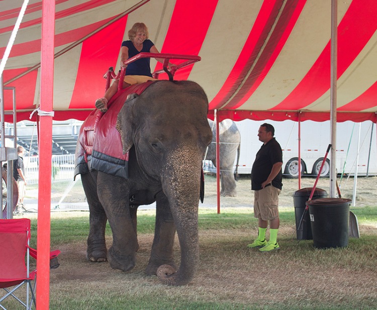 Massachusetts Elephants Need Your Voice Today! PETA