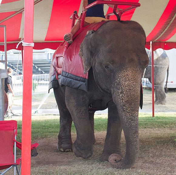 Elephants Shackled for Rides at Renaissance Festivals Save Animals peta2