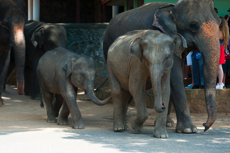 elephants at camp