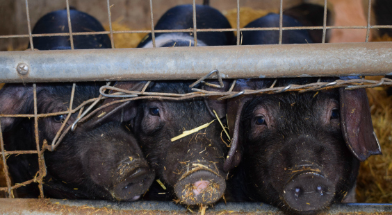 pigs are exploited at fairs