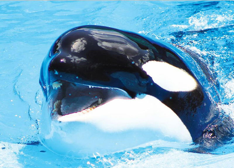 orca at SeaWorld