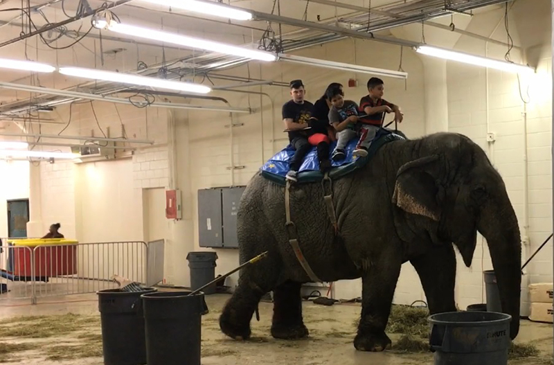 beulah the elephant