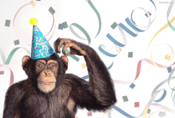 photo of chimpanzee used in american greetings e-card