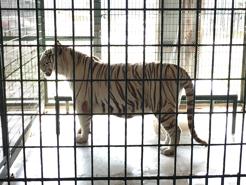 Tigers And A Chimpanzee Forced To Perform At This Pseudo Sanctuary