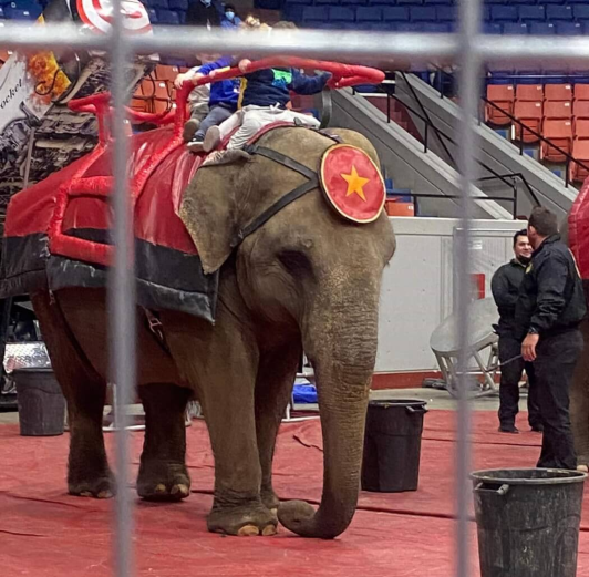 image of Betty the elephant