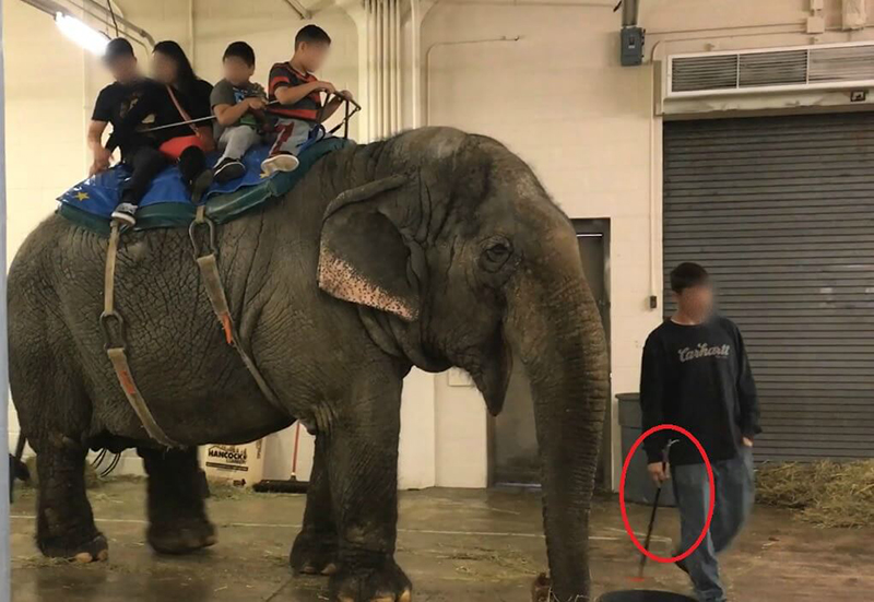 photo with Beulah’s handler seen here holding a bullhook.