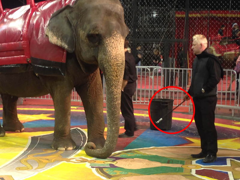 elephant threatened with bull-hook at Carden circus