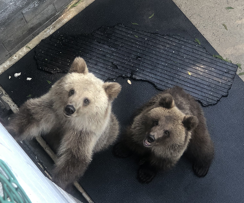 photo of bears in pits