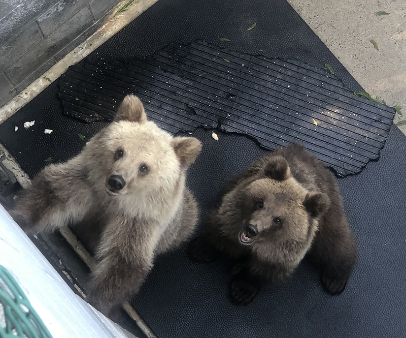 Bear Necessities: Tell the USDA to Ban Bear Pits Now | PETA
