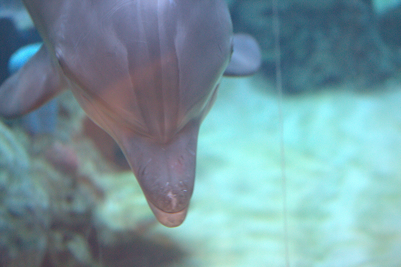 dolphin with marks on nose