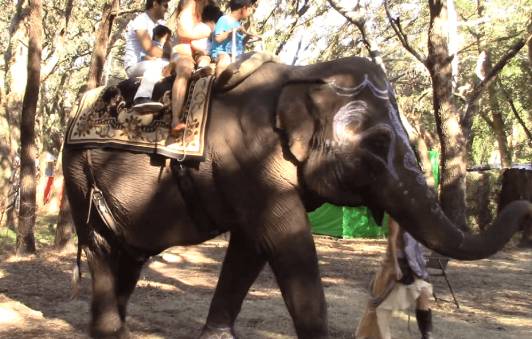 image of Essex carring 5 people on her back