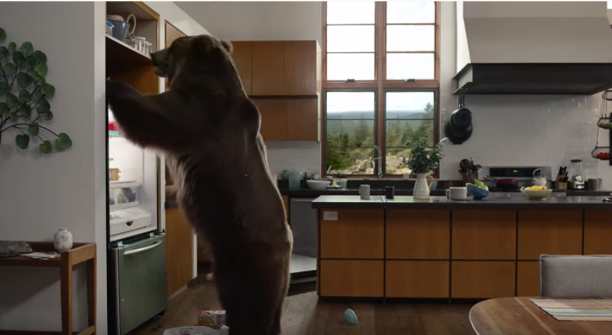 photo of bear in Geico ad. Screenshot from here: https://www.youtube.com/watch?v=d_VYvI3L08s