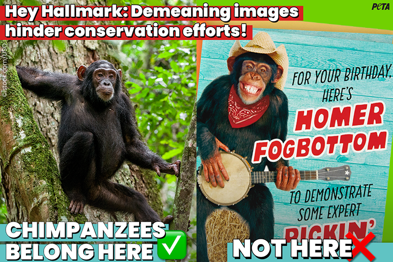 photo of chimpanzee in wild on left and hallmark card on the right
