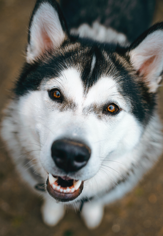 Image of a happy husky dog