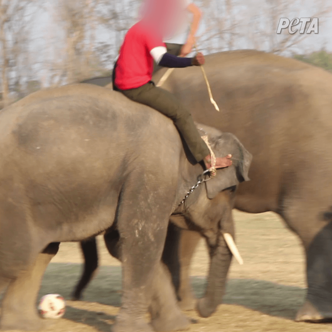 handler with stick threatening elephant