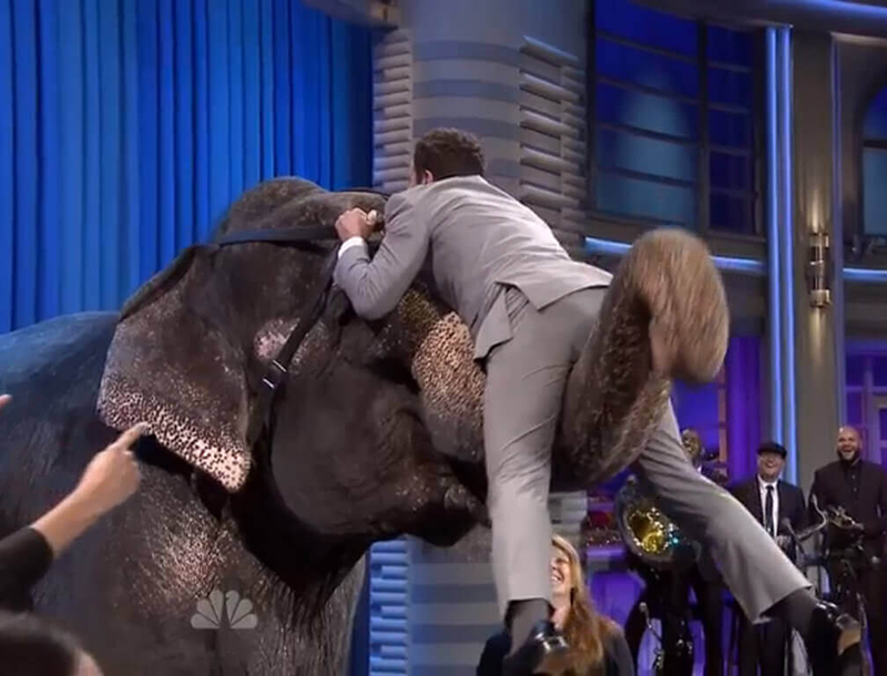 Jimmy Fallon on elephant trunk