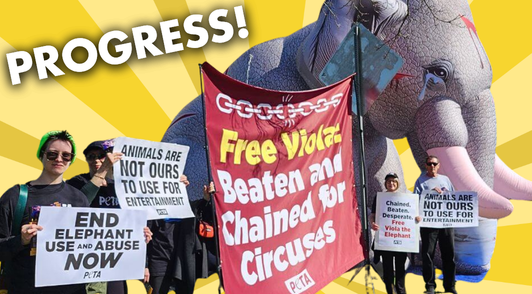 animal defenders holding signs next to big inflatable elephant