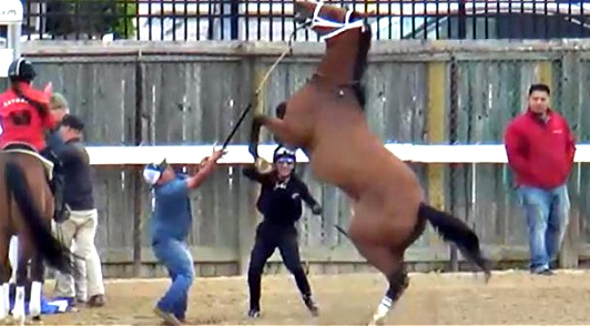 horse with front legs in the air