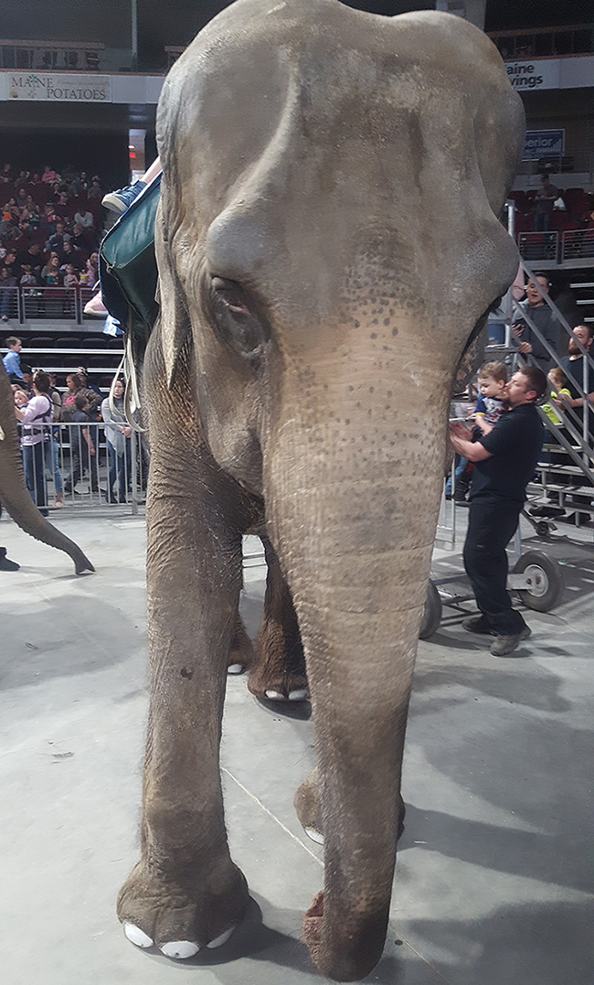 photo of Minnie the elephant