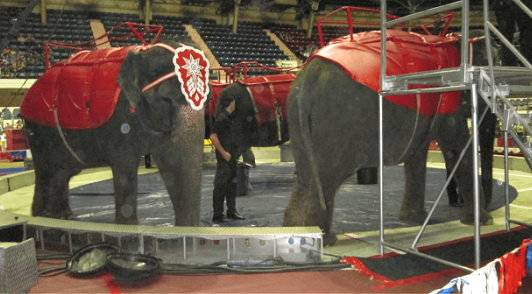 Shrine circus with elephants