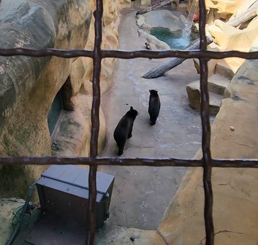 Image of two bears in a concrete pit