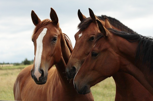 image of three horses outdoors