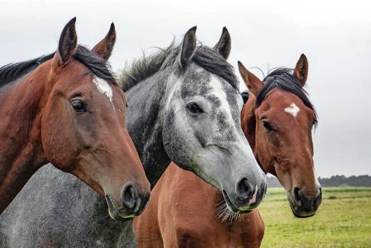 image of three horses in a field