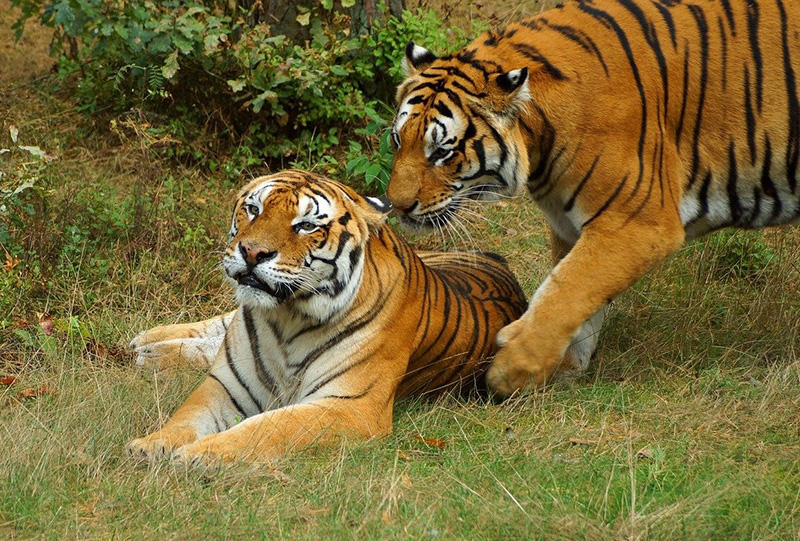 tigers in grass