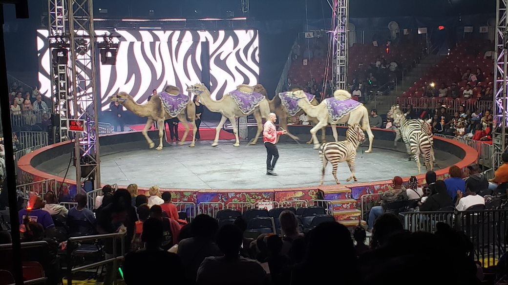 Camel Punched in the Neck at UniverSoul Circus Take Action Now! PETA