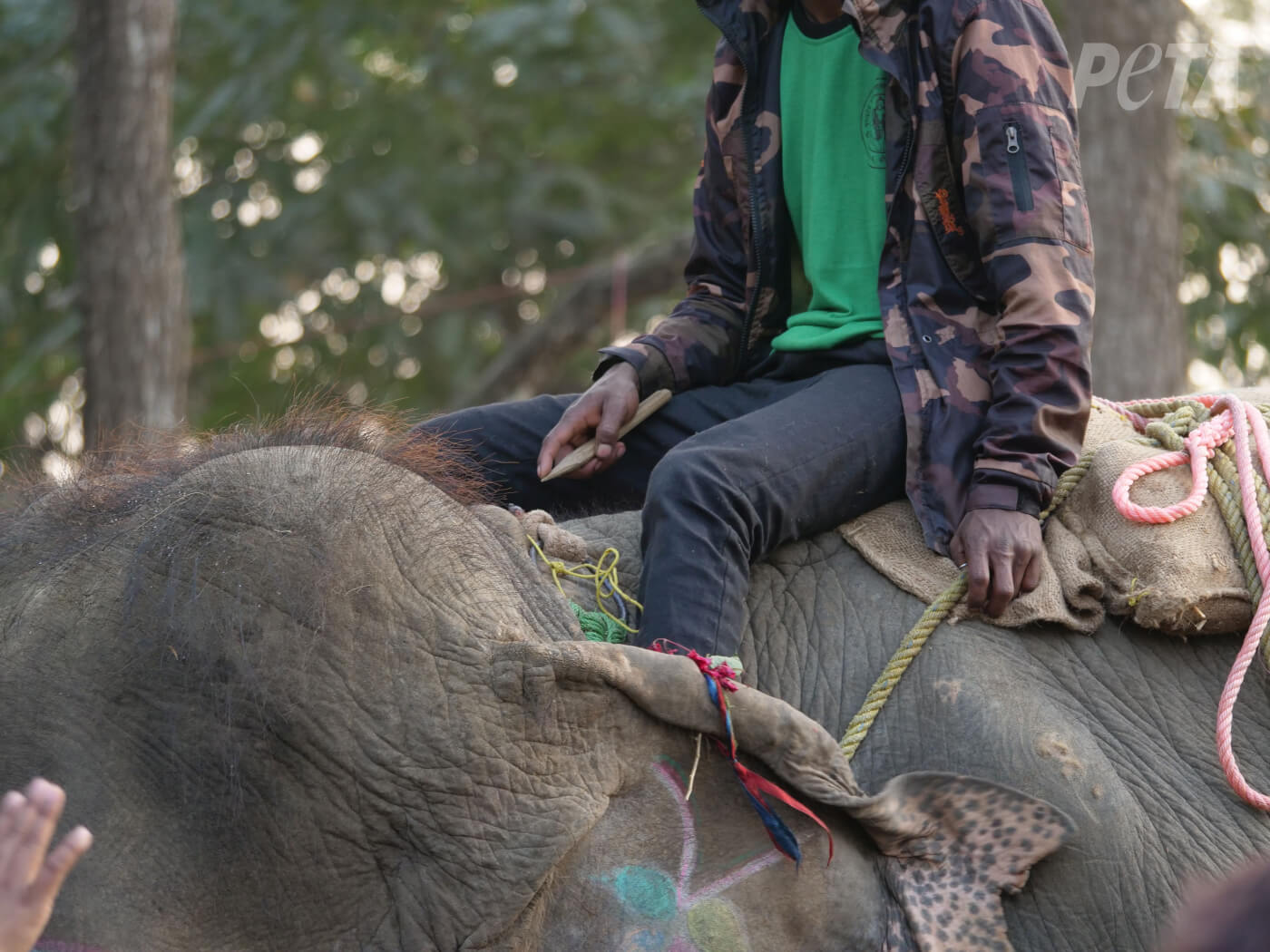 handler on elephant with wooden knife