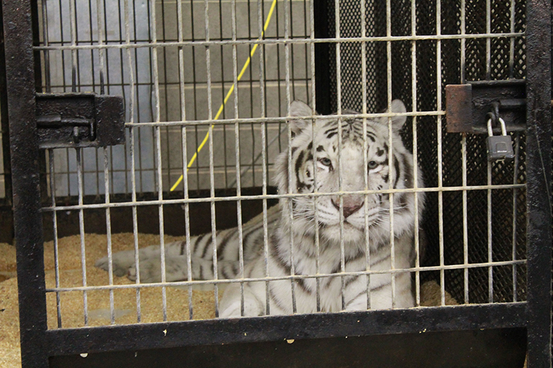 photo of white tiger in cage