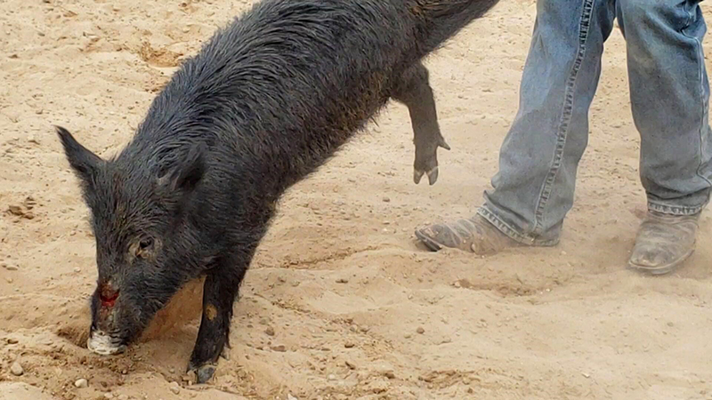 pig at Bandera Ham Rodeo