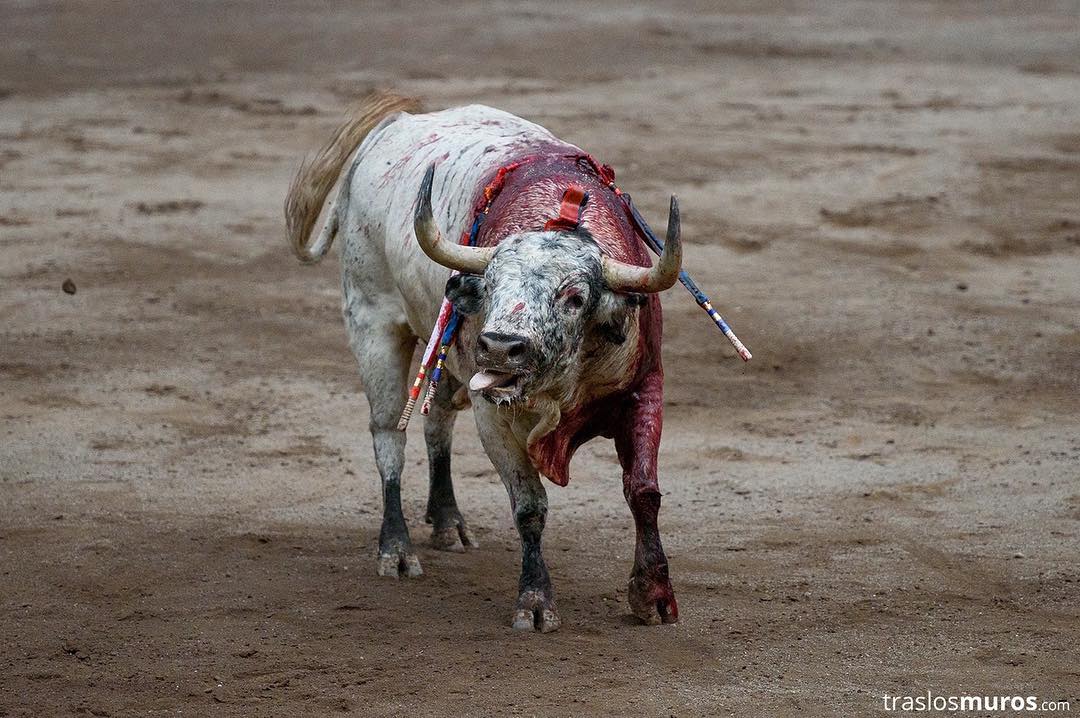 picture of bull with arrows stuck in neck