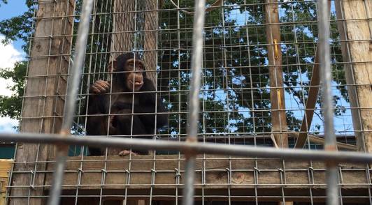 Image of Louie in cage.