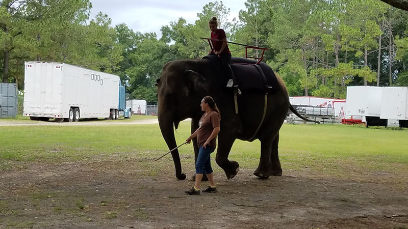 photo of elephant at Two Tails ranch