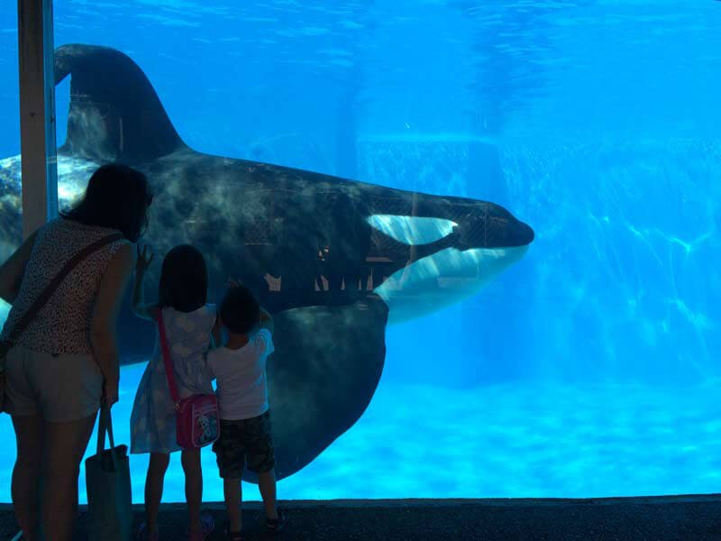 captive orca at SeaWorld